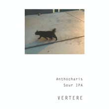 VERTERE / バテレ Anthocaris