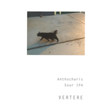 VERTERE / バテレ Anthocaris