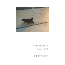 VERTERE / バテレ Anthocaris